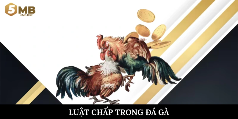 Luật chấp trong đá gà
