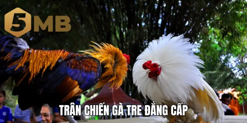 Trận chiến gà tre đẳng cấp